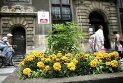 Nietypowe rośliny przed sądem