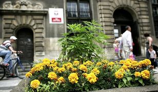 Nietypowe rośliny przed sądem