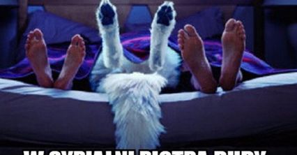 Memy internautów