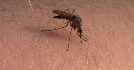 Zapachy – najlepsza broń na komary