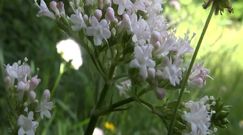 Zioła ułatwiające zasypianie 