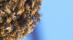 Pszczoły użądliły kobietę ponad 200 razy