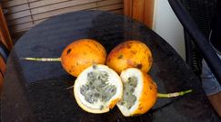 Granadilla 