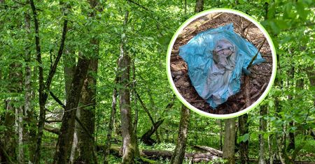 Pokazali, co znaleźli w lesie. Leśnicy: "niech wróci do Arendelle"