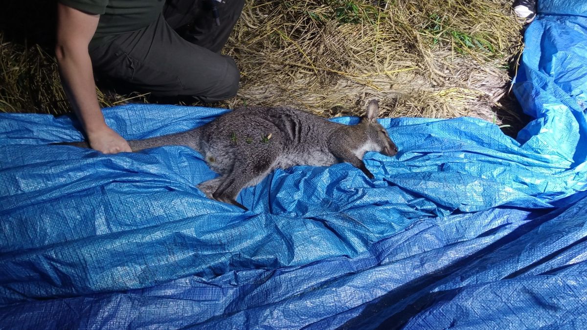 Kangur został odłowiony i przekazany właścicielowi 