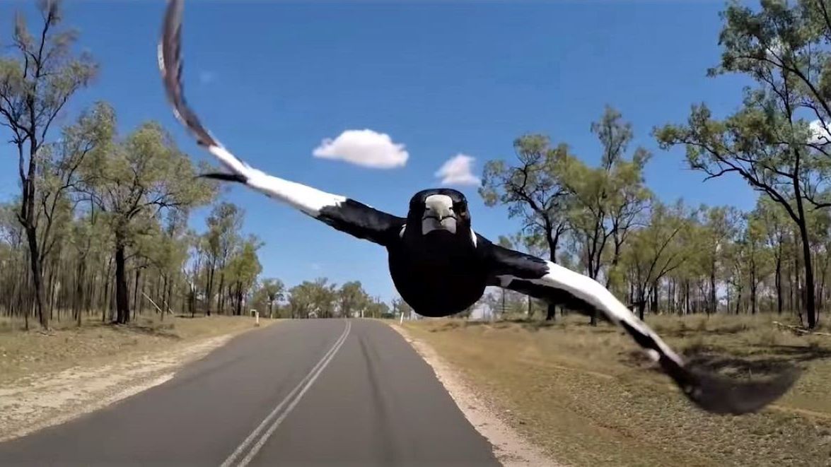 Niemowlę zmarło po szokującym incydencie ze sroką 