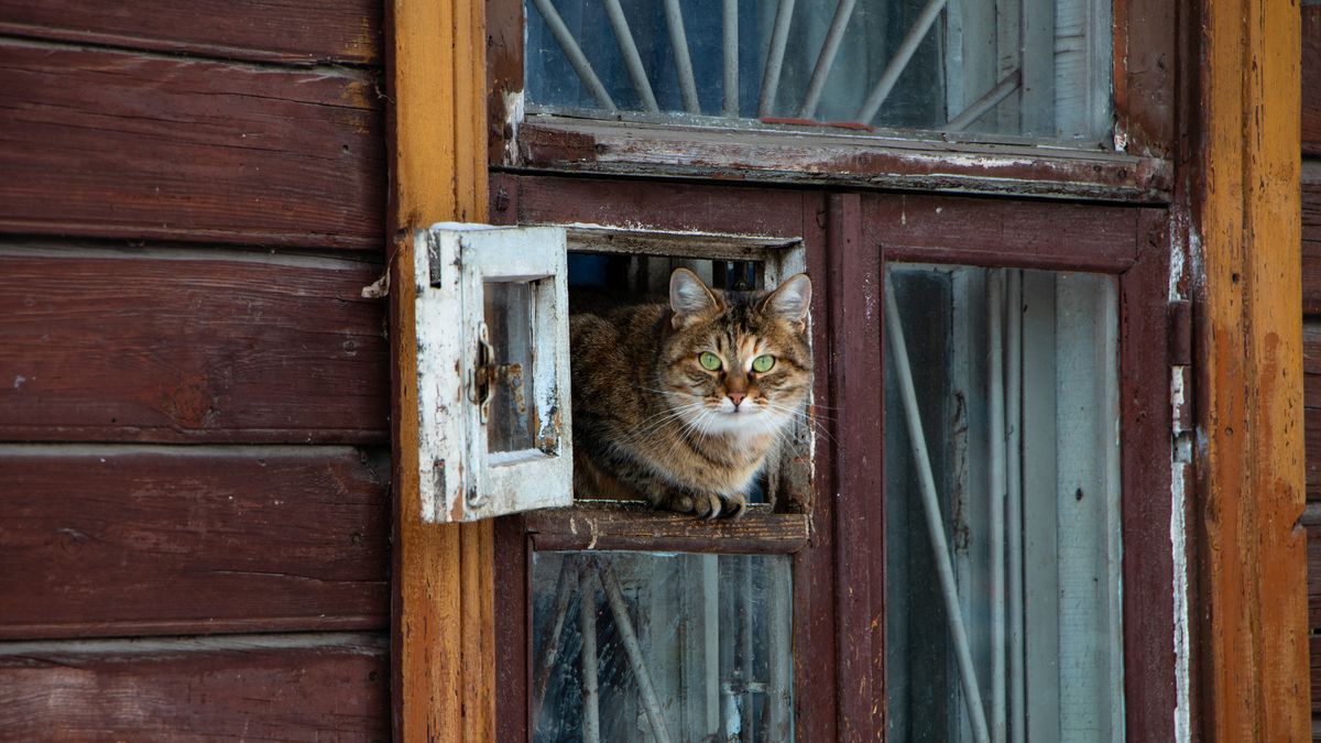 W kieleckim bloku zrobiono posłanie dla kota. To nagle zniknęło