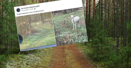 Sensacja w Górach Świętokrzyskich. Stał między drzewami