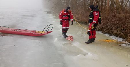 Mięso wieprzowe na środku Wisły - zwabiło psa!