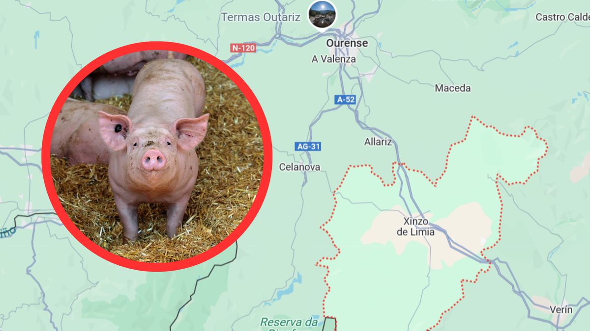 Mieszkańcy skarżą się na smród wydostający się z hodowli świń