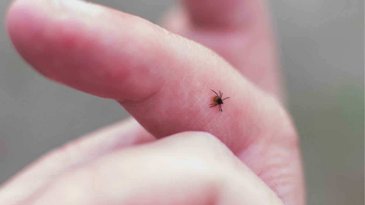 Wiosna to czas powrotu kleszczy / zdjęcie poglądowe