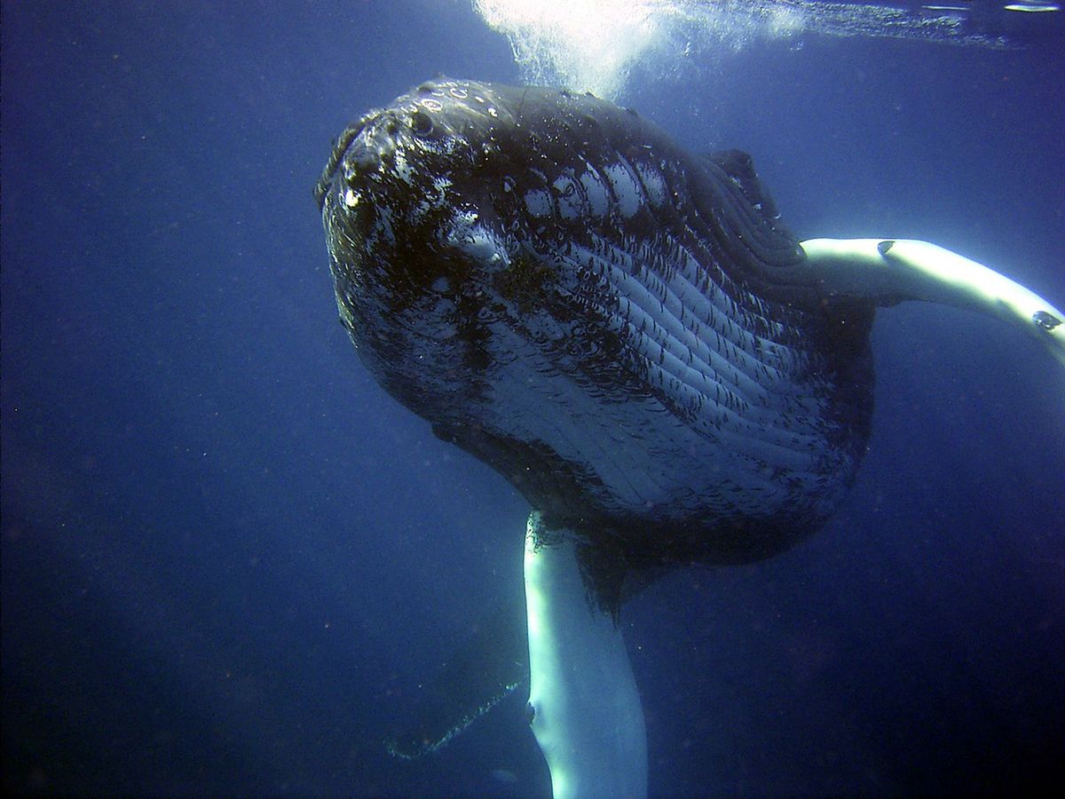 Tajlandia. Wymiociny wieloryba warte fortunę