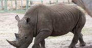 Tragedia małego nosorożca w Niemczech. Zwierzę zostało uśpione