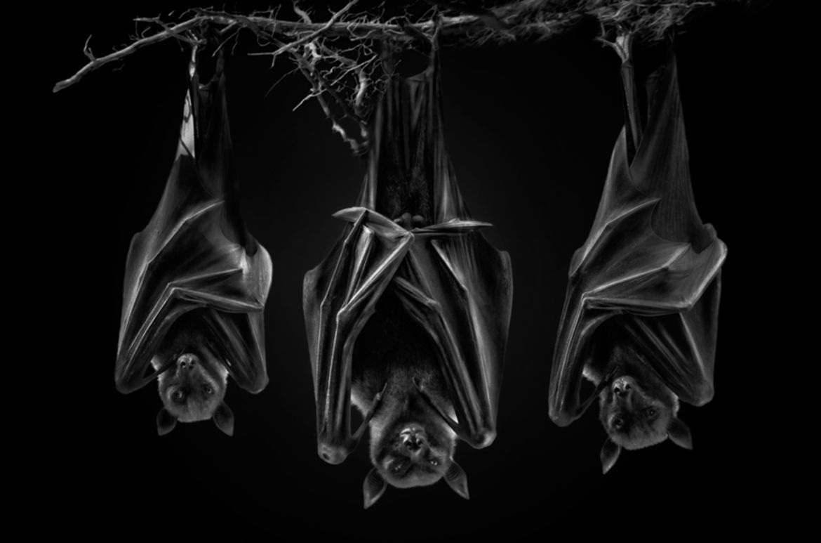 Wielu Polaków na podium w konkursie Monochrome Photography Awards 2017 73