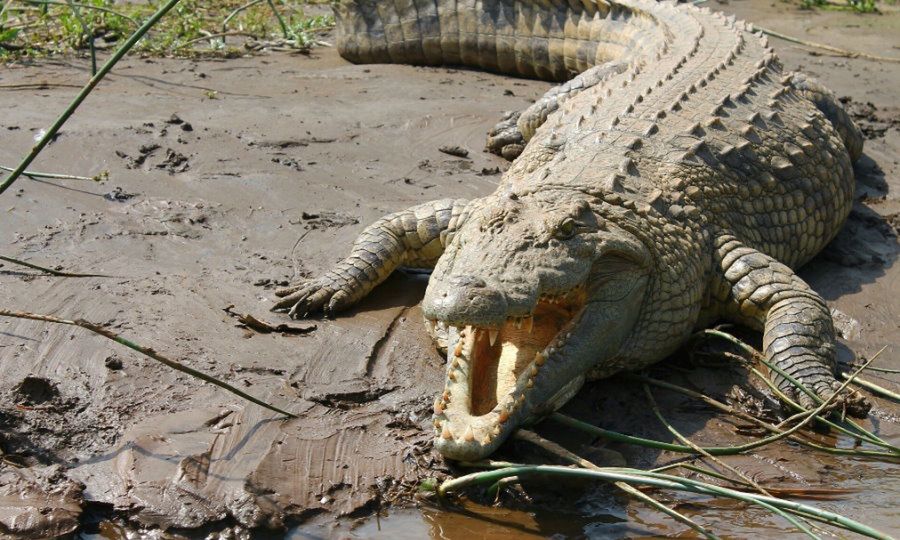 Krokodyle reagują na płacz dzieci