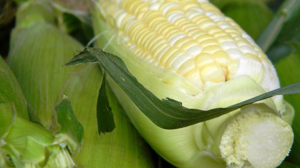 Ziarna białej kukurydzy