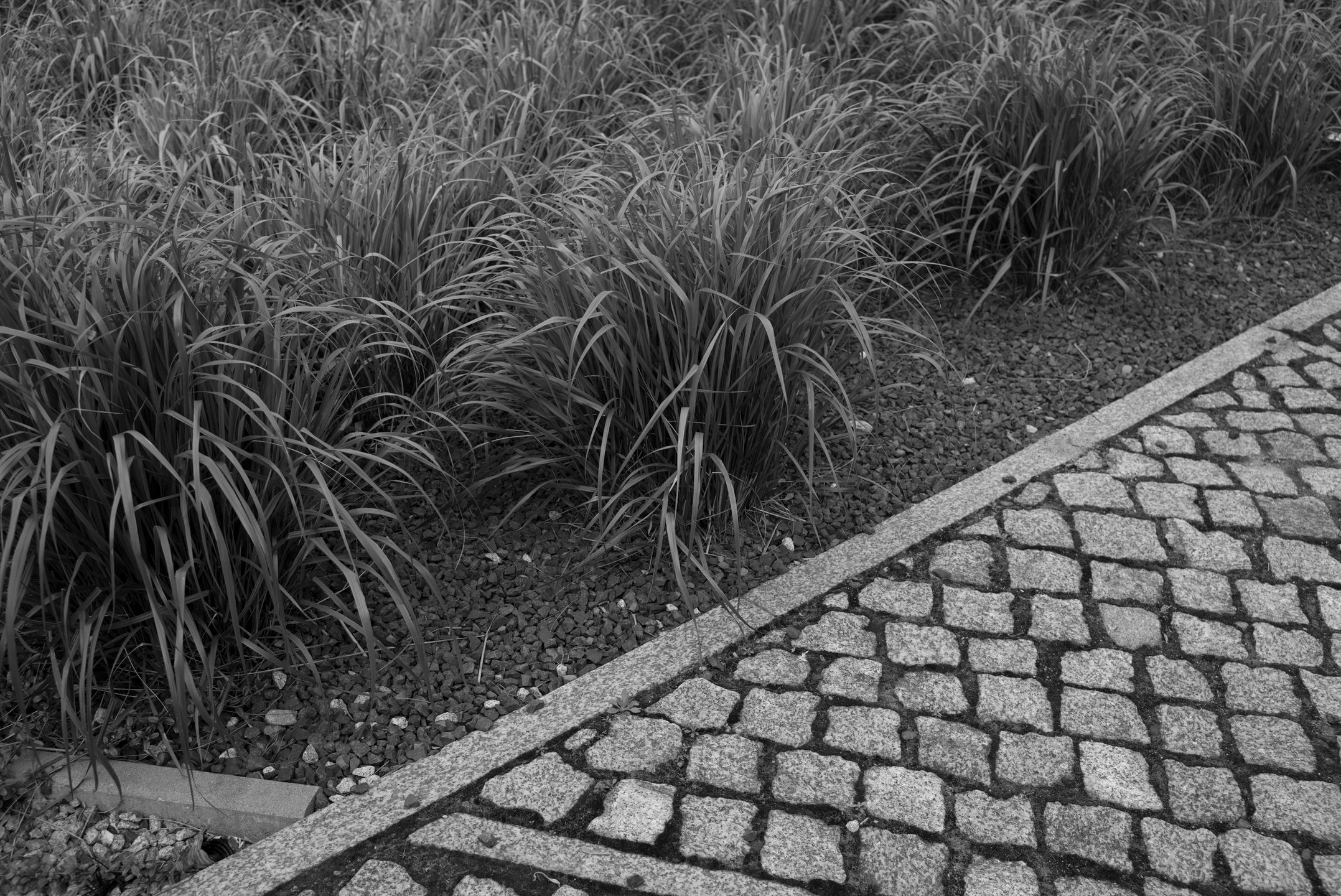 Trzydzieści pięć milimetrów najlepszej klasyki dla bezlusterkowców - Zeiss Biogon ZM 35 mm f/2 53