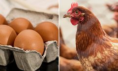 Jajko czy kura? ChatGPT odpowiada, co było pierwsze. Co na to nauka?