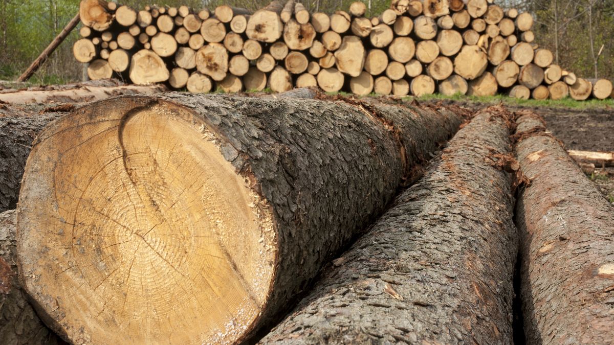 Zagraniczni pośrednicy wykupują polskie drewno 