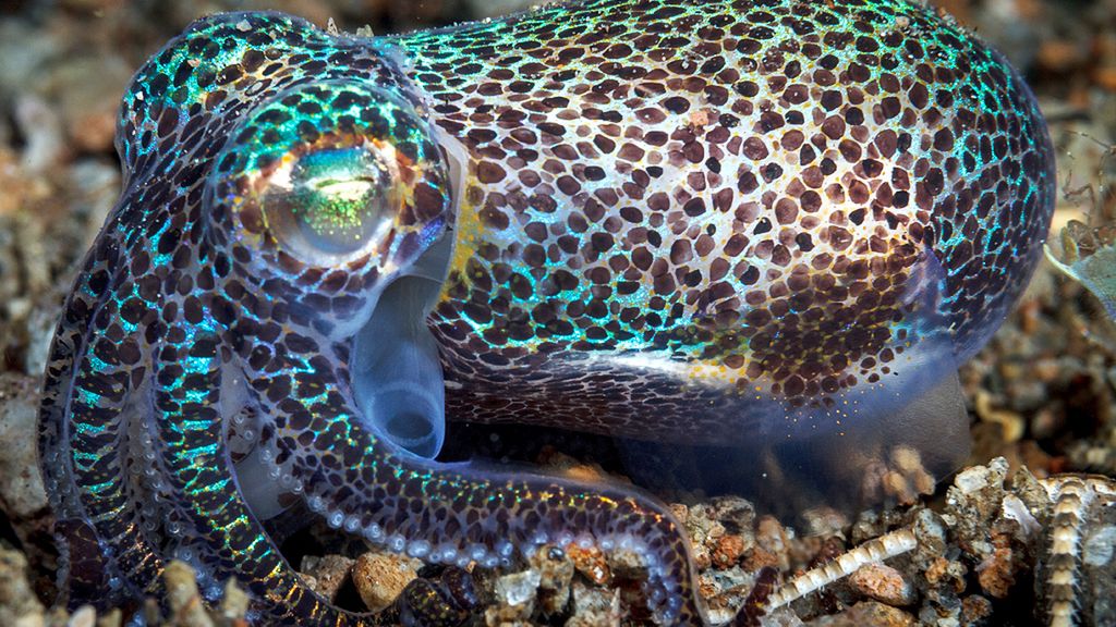 Linux 5.2 we własnej osobie ;) / Fot. Flickr (Ludovic)