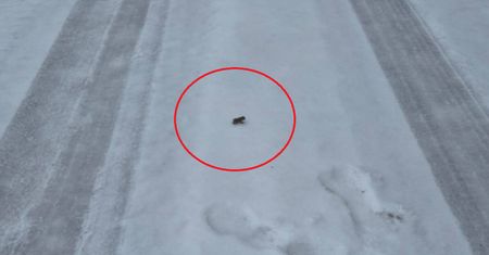 Rzadki widok. Leśnik pokazał zdjęcie. Wędrowała po lesie