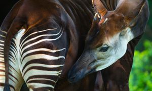 Nowy mieszkaniec wrocławskiego zoo. Przyjechał z Czech