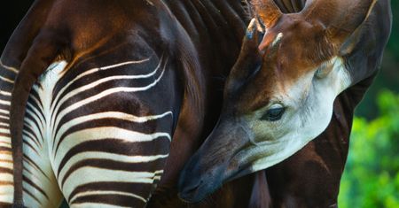 Nowy mieszkaniec wrocławskiego zoo. Przyjechał z Czech