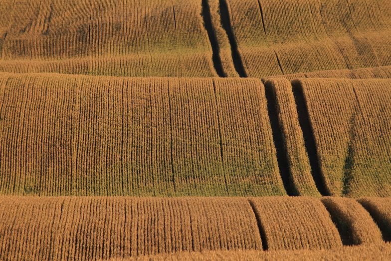 Spadek rubla. Eksporterzy rolni z Białorusi stracili na tym 360 mln dolarów