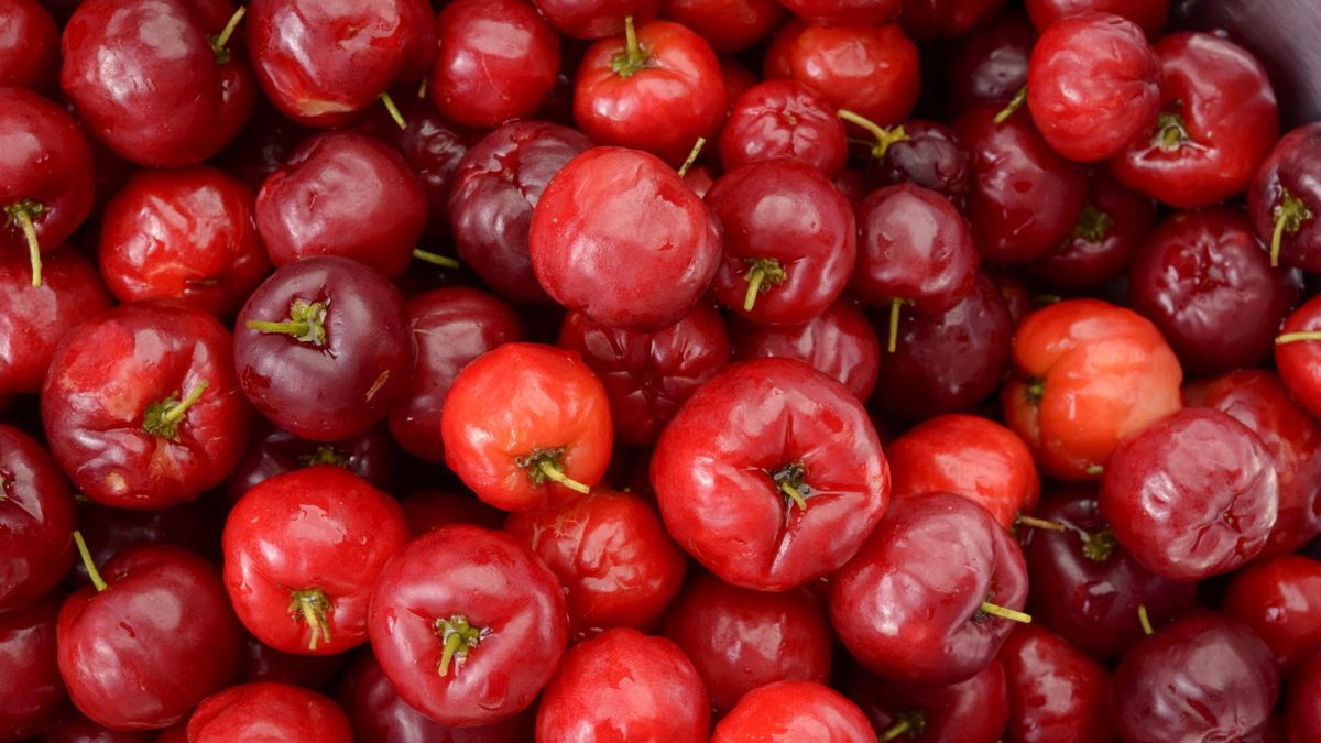 Karaibski skarb chroni przed rakiem piersi, mózgu, jelita grubego