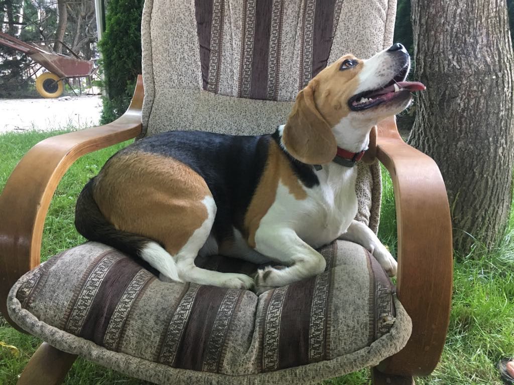 Klienci często dopytują o swoich pupili