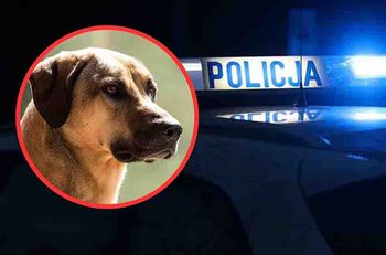 Zielona Góra: Atak psa w Raculi. Eliska walczy o życie