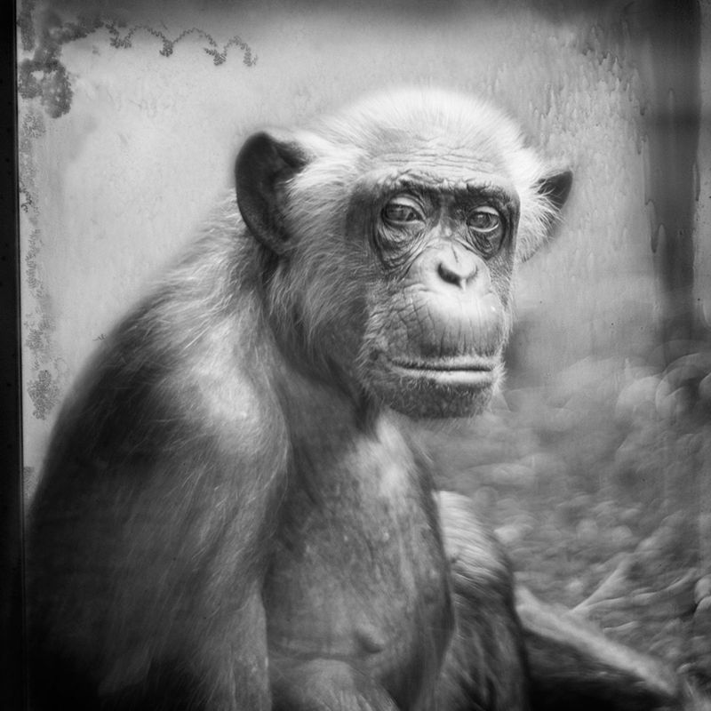 Przejmujące i pełne emocji portrety małp zamkniętych w ogrodach zoologicznych 12