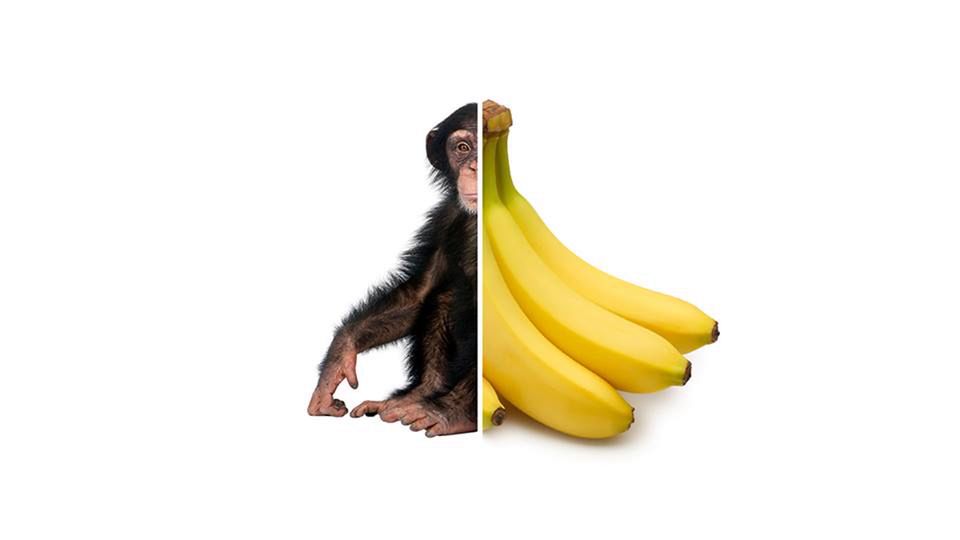 Jolla, co z ciebie wyrośnie? 3