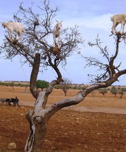 Maroko: Kozy na drzewach
