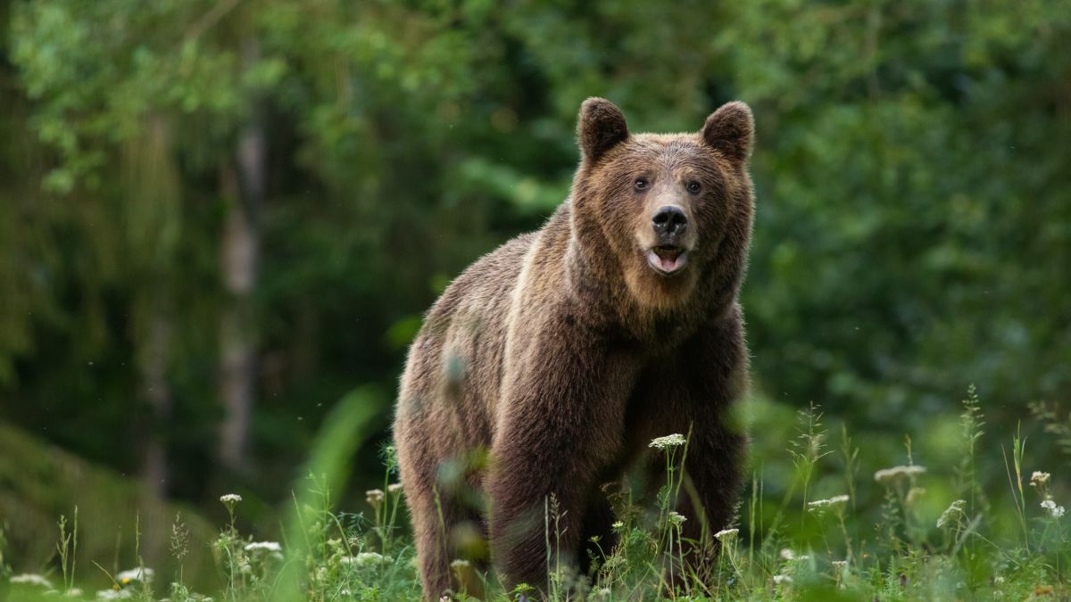 Kolejny atak niedźwiedzia na Słowacji
