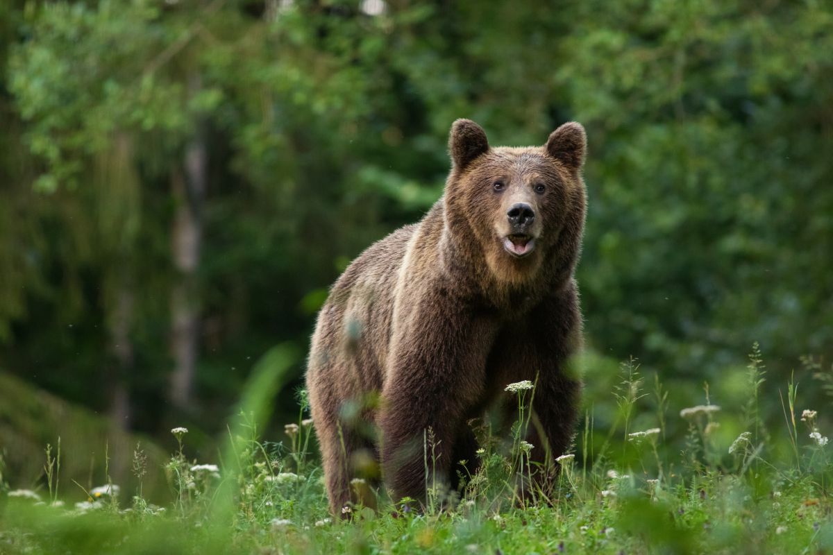 Atak niedźwiedzia na Słowacji. Wskoczył mężczyźnie na plecy