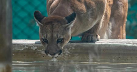 Puma schwytana w Polanowie. Trafi teraz do zoo