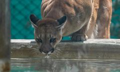 Puma schwytana w Polanowie. Trafi teraz do zoo