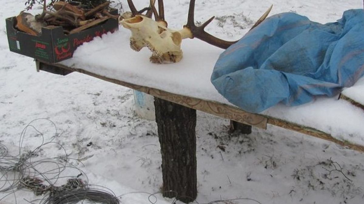 Trofea łowieckie znalezione podczas przeszukania posesji 