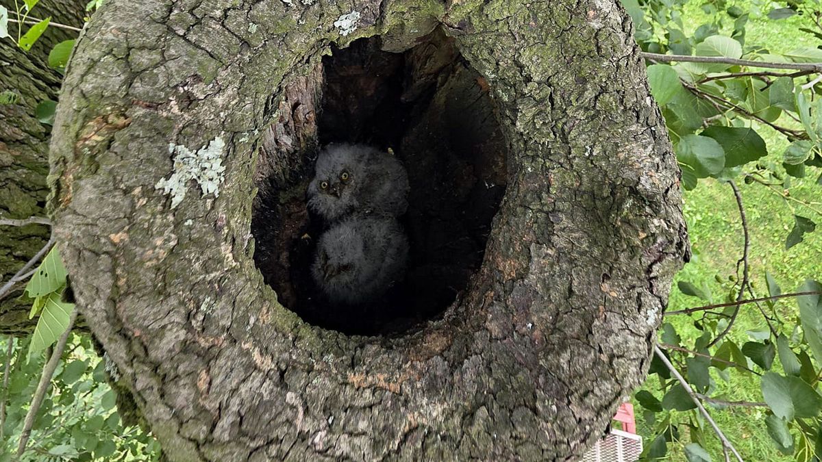 Syczek zauważony w powiecie wodzisławskim.