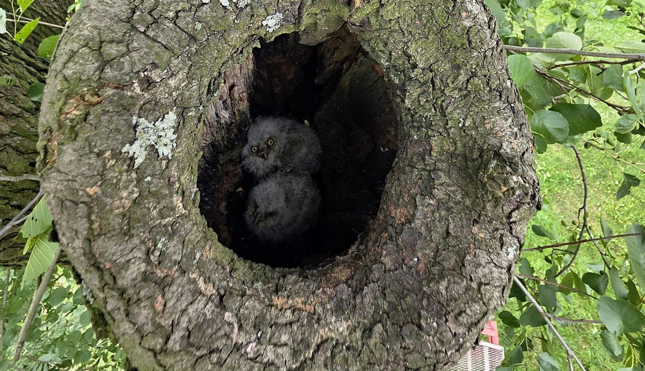 Pierwszy raz w Polsce. Sensacja. "Mickiewiczowi brakowałoby słów"