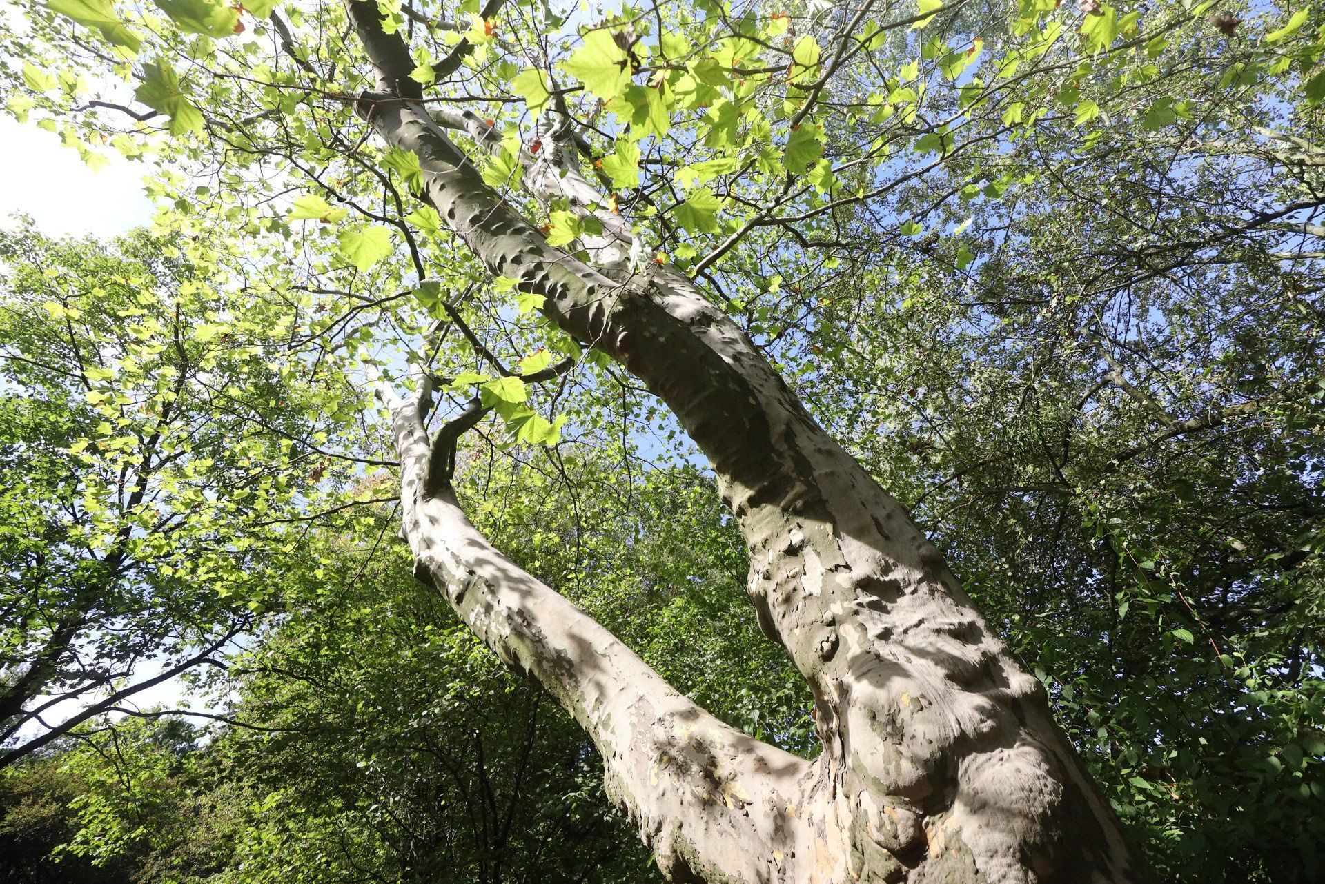 Ogród Botaniczny w Zabrzu