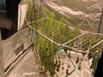 Weszli do mieszkania 29-latka. Odkryli specjalny namiot