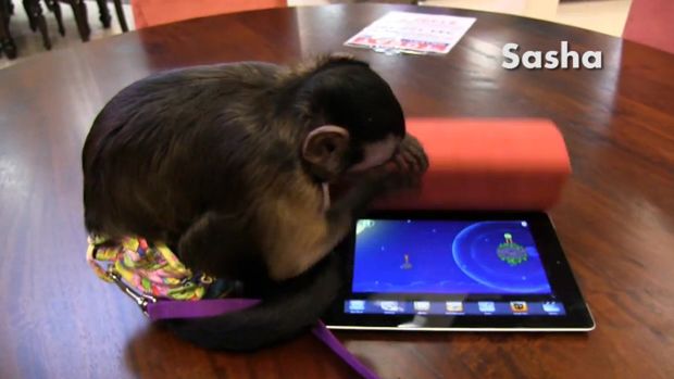 Jak z obsługą smartfonów i tabletów radzą sobie zwierzęta? [wideo] 1