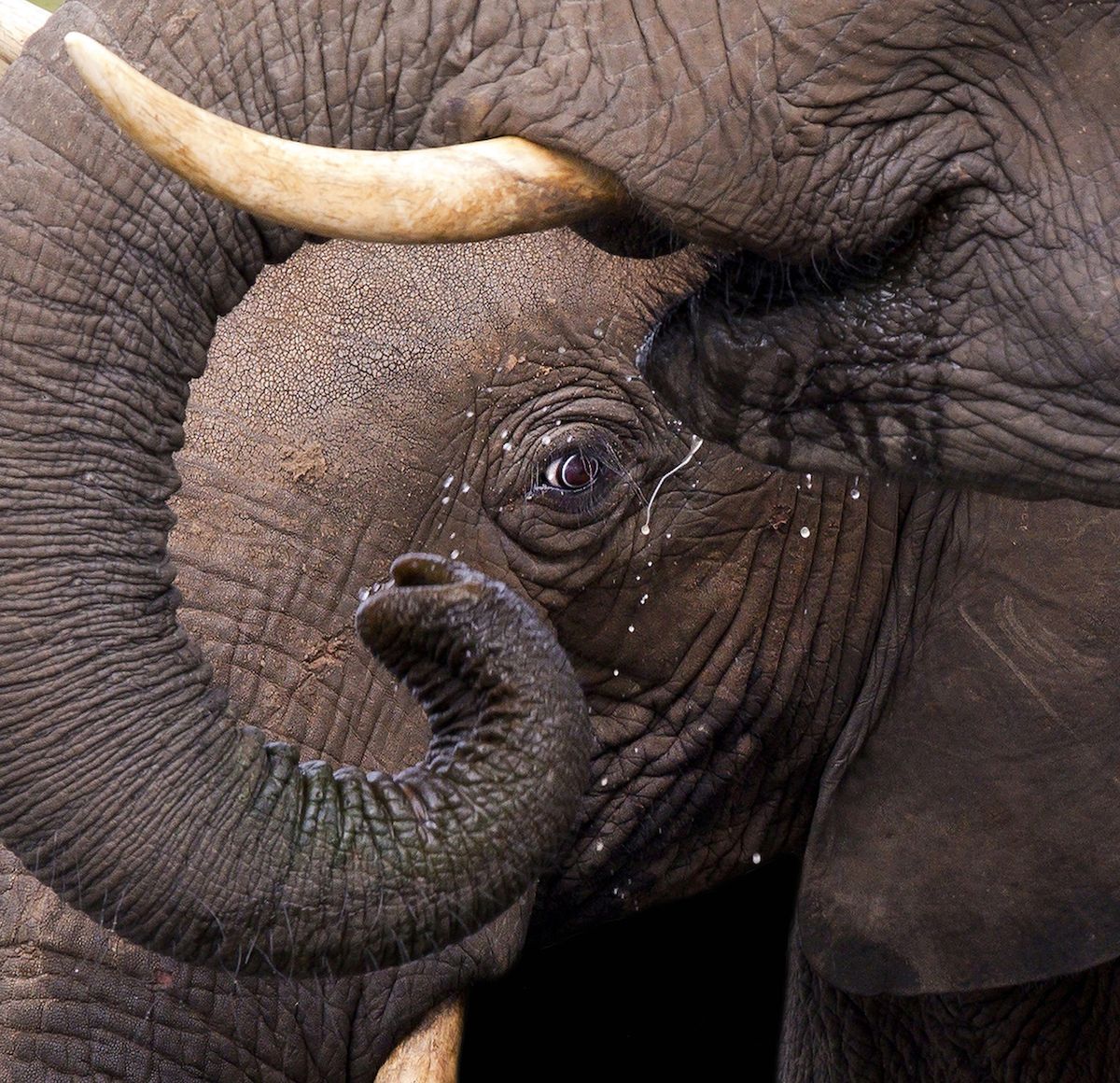 14. Smithsonian Annual Photo Contest zachwyca świetnymi zdjęciami zwycięzców 3