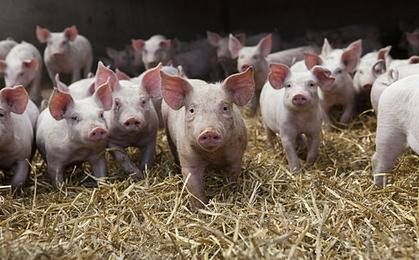 Pierwszy w Polsce przypadek choroby afrykańskiego pomoru świń u dzika