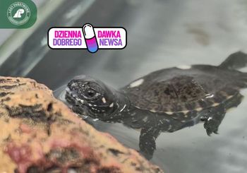 Leśnicy uratowali jaja. Teraz wykluwają się  pierwsze żółwie błotne