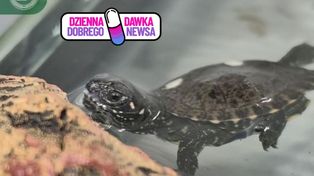 Leśnicy uratowali jaja. Teraz wykluwają się  pierwsze żółwie błotne