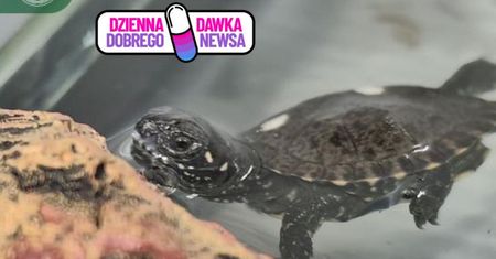 Leśnicy uratowali jaja. Teraz wykluwają się  pierwsze żółwie błotne