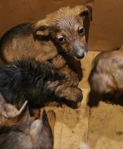 Szczenięta porzucone w lesie. Policja prosi o pomoc w ustaleniu sprawcy